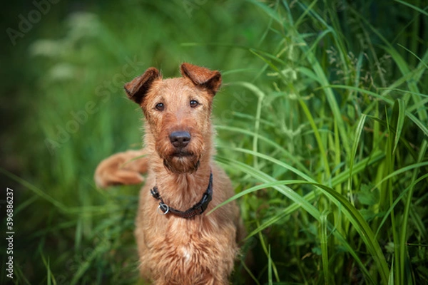 Obraz A red hunting dog stands against a background of green grass.