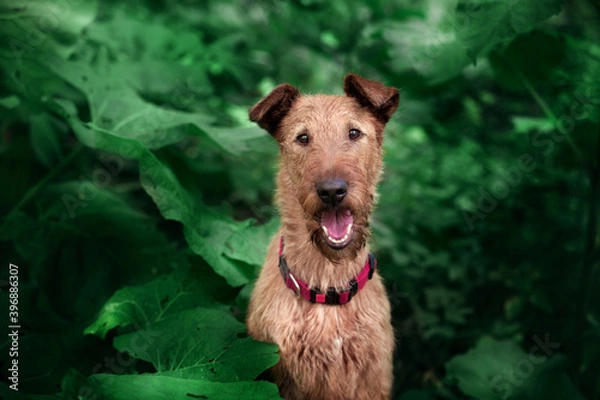 Obraz Irish Terrier close-up on a green background.