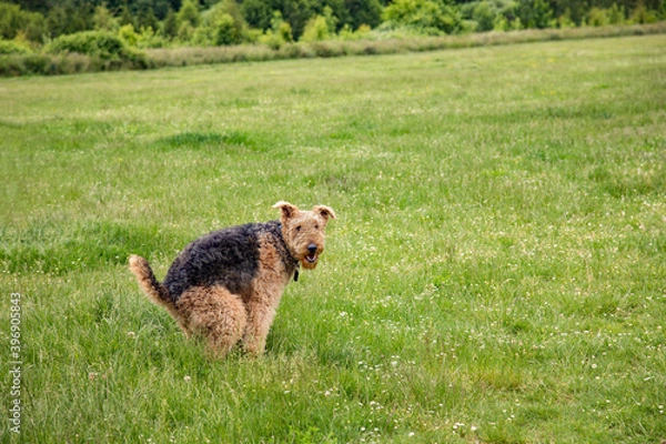 Fototapeta Dog squatting and taking a poop on green grass with trees in the background	