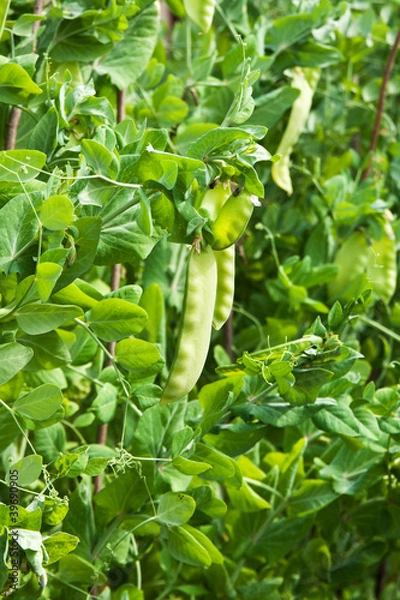 Obraz green pea