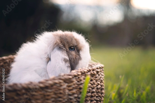 Obraz Bunny in basket