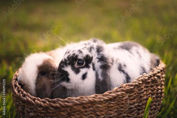 Obraz Two bunnies in a basket