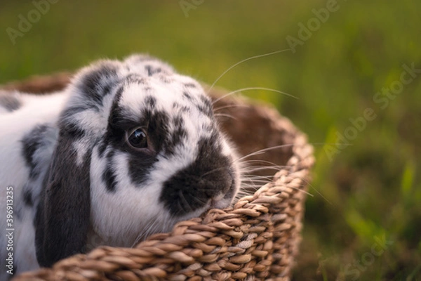 Obraz Bunny in basket