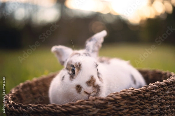 Obraz Bunny in basket