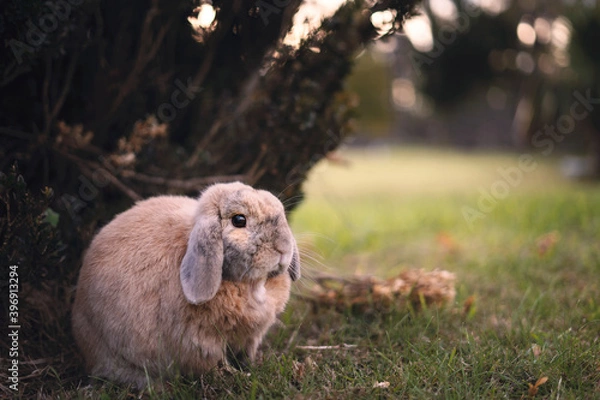 Obraz Bunny in grass