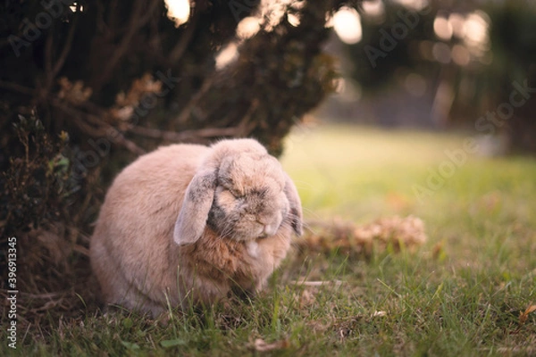 Obraz Bunny sleeping