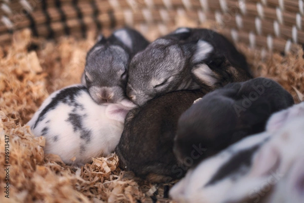Obraz Baby bunnies
