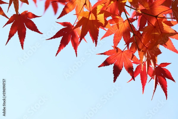 Obraz red maple leaf