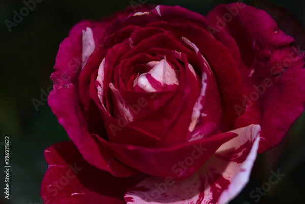 Fototapeta red rose closeup