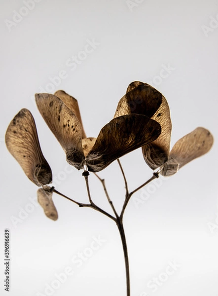 Obraz seed pods