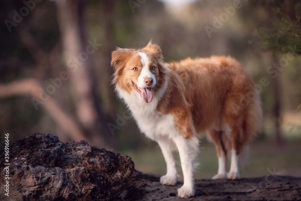 Obraz Red dog standing on log