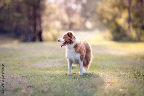 Obraz Red dog standing in sunset