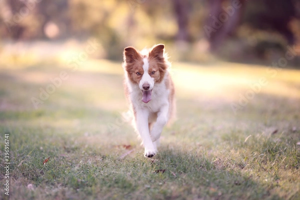 Obraz Red dog running through park