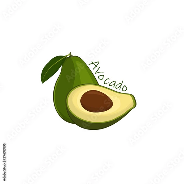 Obraz vector image of avocado. Avocado in a cut, green.