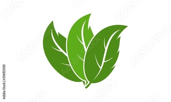 Fototapeta Green leaf illustration vector design
