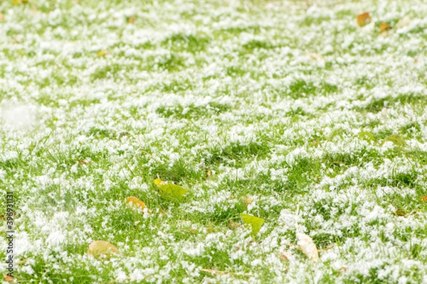 Obraz Snow-covered green grass. Snowfall. First snow. Snowing.