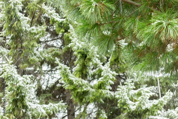 Obraz Snow-covered branch pine. Snowfall. First snow. Snowing.