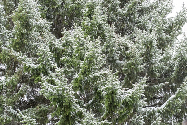 Obraz Snow-covered branch pine. Snowfall. First snow. Snowing.