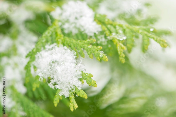 Obraz Snow-covered branch thuja. Snowfall. First snow. Snowing.
