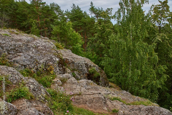 Obraz Forest hilly landscape.Deciduous and coniferous forest in which grass grows. The forest is located on the hills. Visible stones, roots, needles on the ground, ravines. 