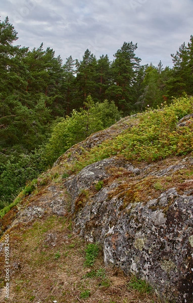Obraz Forest hilly landscape.Deciduous and coniferous forest in which grass grows. The forest is located on the hills. Visible stones, roots, needles on the ground, ravines. 