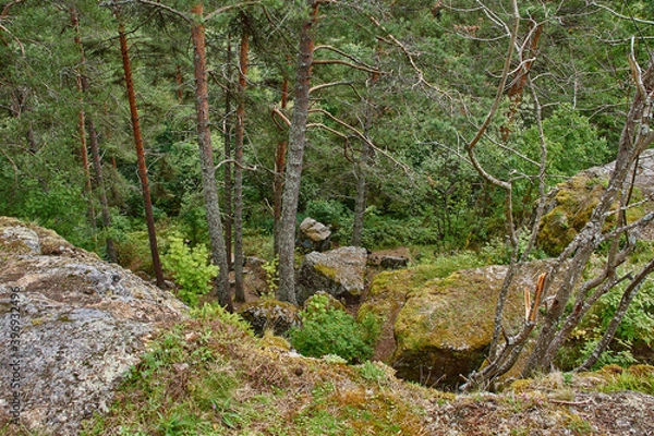 Obraz Forest hilly landscape.Deciduous and coniferous forest in which grass grows. The forest is located on the hills. Visible stones, roots, needles on the ground, ravines. 