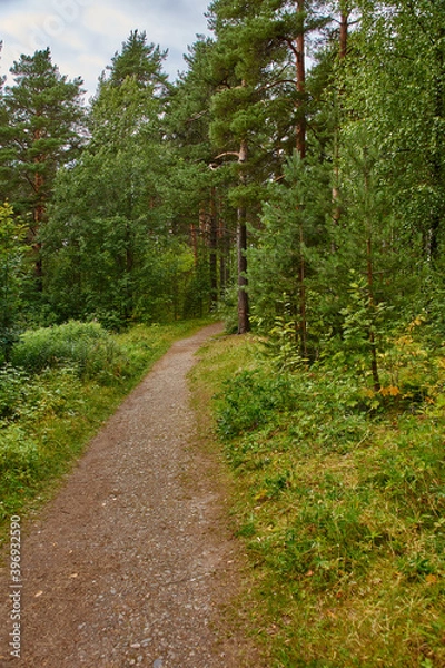 Obraz A narrow forest path.Summer cloudy day. The narrow dirt path in the woods. On the sides of the walkway deciduous trees. Russia, landscape, nature, summer