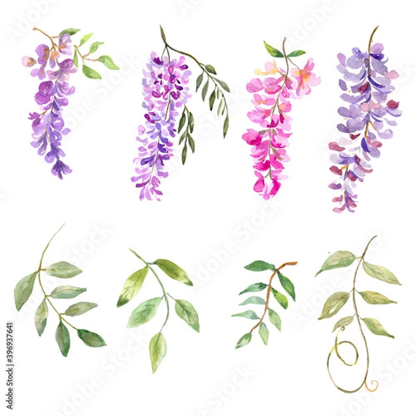 Fototapeta Watercolor illustration. Flora set. Twigs of blooming wisteria and branches with leaves. Elements for creating a floral design.