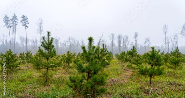 Obraz Newly planted young pine forest, reforestation concept