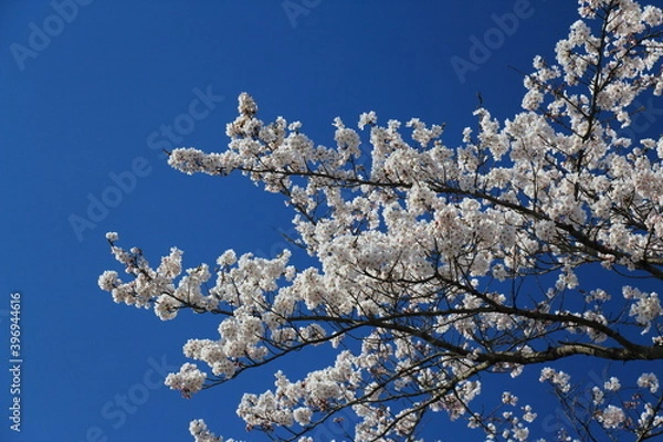 Fototapeta 桜(ソメイヨシノ)