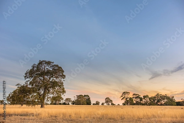Fototapeta Australian Gum Tree in field of dry grass with sheep. Sunset over a sheep farm in outback victoria.