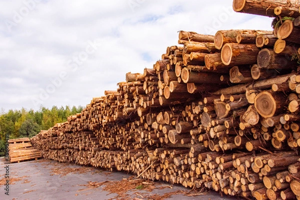 Obraz 杉の材木置き場