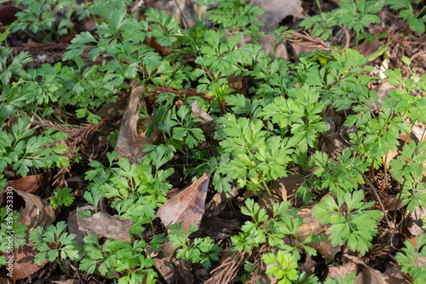 Fototapeta 秋のセントウソウ