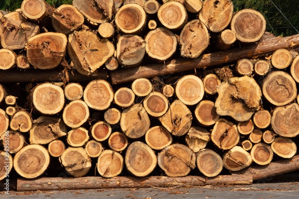 Fototapeta 杉の材木置き場