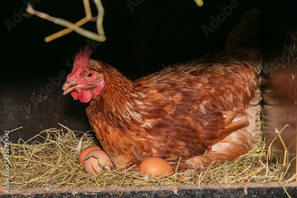 Fototapeta laying hen in a nest box