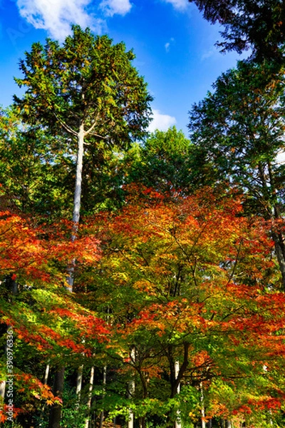 Fototapeta 紅葉と青モミジ