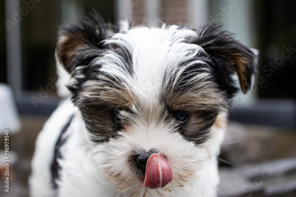 Fototapeta Biewer Yorkshire Terrier Dog puppy in black and white with his tongue out focus on the head seen from the front outside