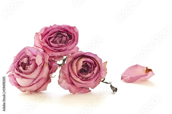 Obraz Dry roses isolated on white background