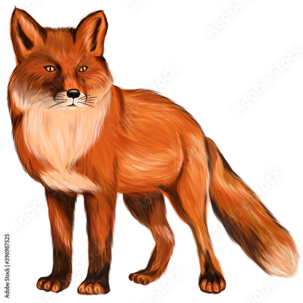 Obraz Drawing of a fox, fox on a white background.