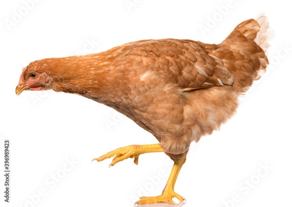 Obraz one brown walking chicken isolated on white background, studio shoot