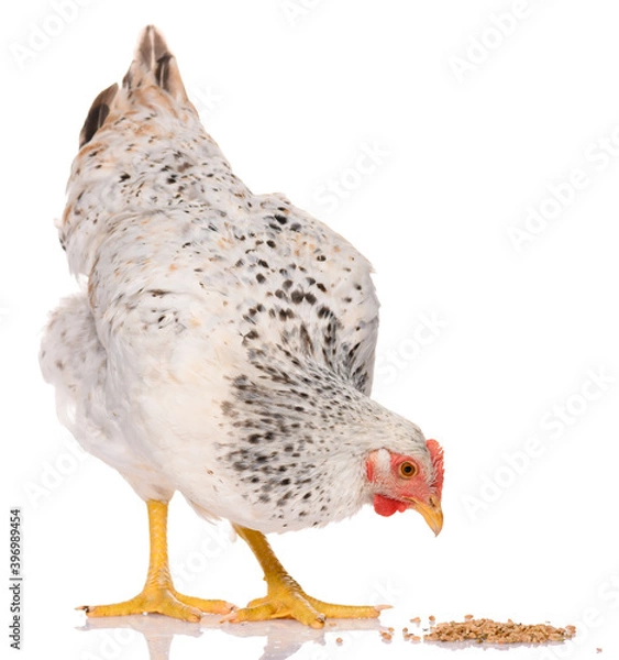 Obraz one white chicken pecking grains, isolated on white background, studio shoot