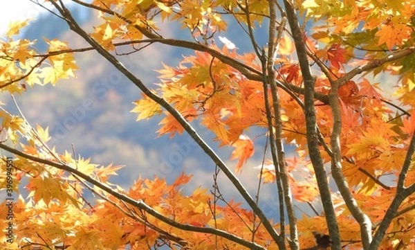 Obraz 白山手取川ジオパーク　紅葉の風景