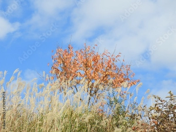Obraz 白山手取川ジオパーク　紅葉の風景