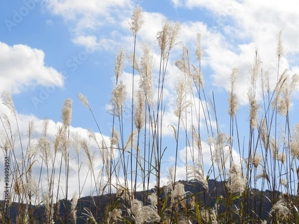 Obraz ススキ