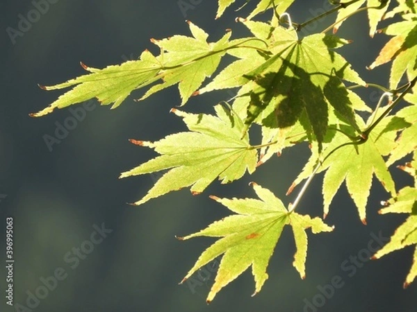 Obraz カエデ　紅葉