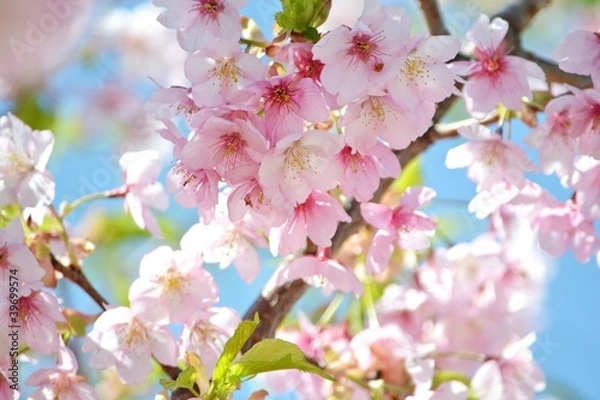 Fototapeta 空をバックにカワヅザクラ