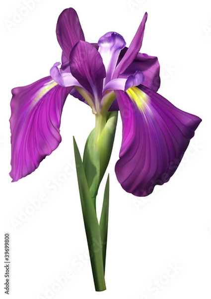 Fototapeta Purple iris flower