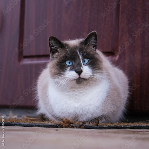 Obraz Beautiful cat posing for camera. December.