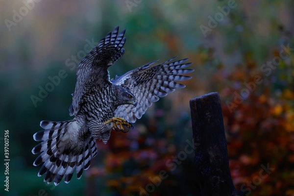 Fototapeta Northern goshawk (accipiter gentilis) flying in autumn in the forest of Noord Brabant in the Netherlands 