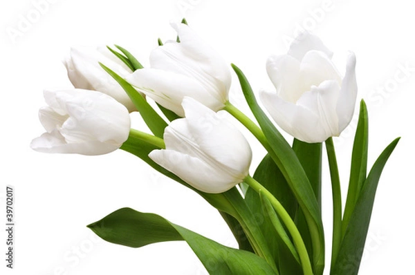 Obraz Białe tulipany